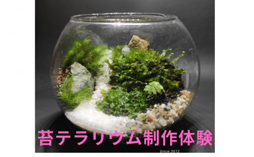 苔テラリウム制作体験(体験チケット)  ワークショップ     初心者    作り方  体験  土