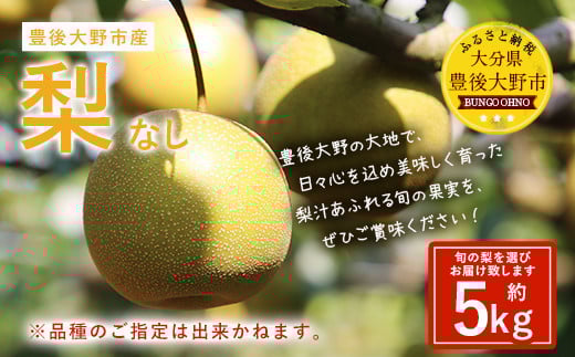 037-1053x1 【先行予約】 大分県 豊後大野市産 梨 約5kg 【2025年8月上旬～12月上旬発送予定】