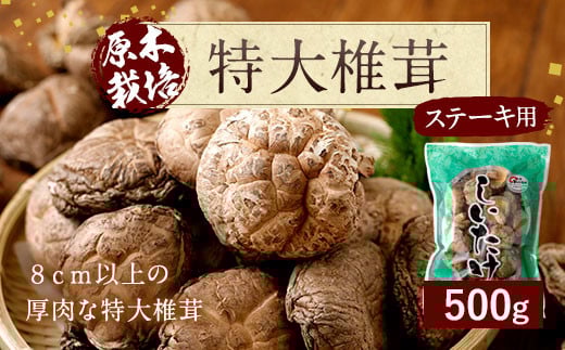 015-155 豊後大野市産 特大 椎茸 500g しいたけ 肉厚 特大 ステーキにもおすすめ ベジタリアン ビーガン 菜食 大分県