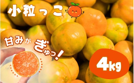 温州みかん 「小粒っこ」 4g ※箱込み (極早生・早生・中生・晩稲)【2S~3Sサイズおまかせ】【2025年10月中旬~2026年1月下旬までに順次発送】<味好農園>/温州 みかん 小玉 蜜柑 柑橘 みかん 極早生 早生 中生 晩稲 小粒 果物 フルーツ 【agy026】
