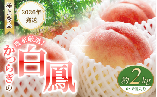 【先行予約】桃の王様 白鳳 <特秀品> 約2kg（6個~9個） 【2026年6月末頃～2026年7月末頃に順次発送予定】（お届け日指定不可）/ 桃 もも 白鳳 フルーツ 果物 くだもの 【kgr009A】