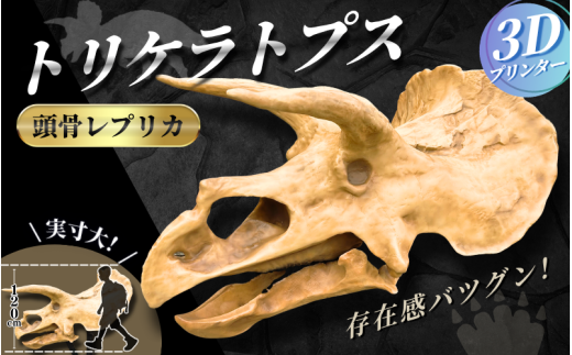 【トリケラトプス】 原寸大 頭骨レプリカ / レプリカ 標本 コレクション プラモデル 実物大 恐竜 骨格レプリカ フィギュア インテリア 展示 模型 博物館 骨格 頭蓋骨 オブジェ 3Dプリント 【anf007】