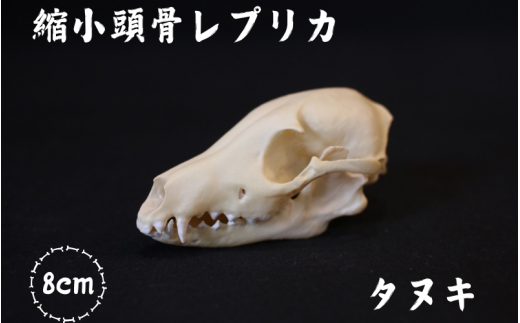 [8cm] タヌキ 縮小頭骨レプリカ  /  レプリカ 標本 コレクション プラモデル 動物標本 頭骨レプリカ 狸 たぬき フィギュア インテリア 模型 動物 博物館 骨格 ミニチュア 3Dプリント キーホルダー 【anf001A】
