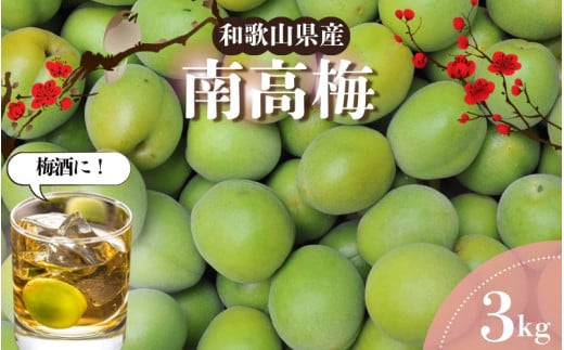 【和歌山名産】南高梅  約3kg(サイズ混合) ※2026年6月上旬~2026年6月下旬頃に順次発送 / 南高梅 青梅 生梅 完熟 梅干し 和歌山県 紀州 梅酒 梅ジュース 梅シロップ 【tec939A】