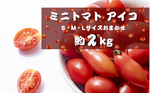 【5月発送】ミニトマト アイコ (松トマト） 約2kg（S・M・Lサイズおまかせ） /トマト 先行予約 野菜  【sml131A-5】