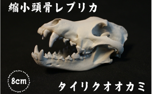 [8cm] 【タイリクオオカミ】 縮小頭骨レプリカ　 / 　レプリカ 標本 コレクション プラモデル 動物標本 頭骨レプリカ 狼 オオカミ フィギュア インテリア 模型 動物 博物館 骨格 ミニチュア 3Dプリント キーホルダー 【anf002A】