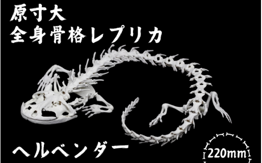 【ヘルベンダー】 原寸大 全身骨格レプリカ / レプリカ 標本 コレクション プラモデル 実物大 動物標本 骨格レプリカ オオサンショウウオ フィギュア インテリア 模型 動物 両生類 爬虫類 博物館 骨格 頭蓋骨 ミニチュア オブジェ 3Dプリント 【anf005A】