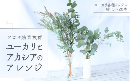 【先行予約】\アロマ効果抜群/  ユーカリとアカシア(ミモザ)のアレンジ〈なかやFarm 和歌山県 紀美野町〉/  オージープランツ 癒し 清涼感 植物 花瓶 ユーカリ アカシア ミモザ ハーブ プレゼント ギフト 【nkf001】