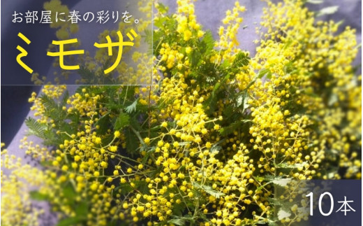【先行予約】 ~ 春の訪れ ~ ミモザ 10本入り〈なかやFarm 和歌山県 紀美野町〉/   癒し 植物 プランター フラワー プラント 花瓶  アカシア ミモザ ハーブ プレゼント ギフト 【nkf002】