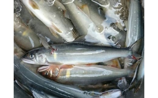 0452401 京都の料亭絶賛!鮎屋仁淀ブルー友釣鮎1kg(14-28尾)