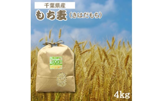 食物繊維たっぷりの『もち麦』(きはだもち) 4kg 千葉県横芝光町産　もち麦ごはん【1522911】