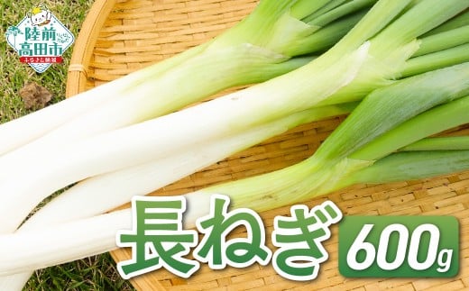 【先行予約】 長ねぎ 約600g 土を落として発送 すぐに使える 【 ねぎ 長ネギ 白ねぎ 根深ねぎ 産地直送 新鮮 料理 野菜 岩手県 陸前高田市 】 RT2757