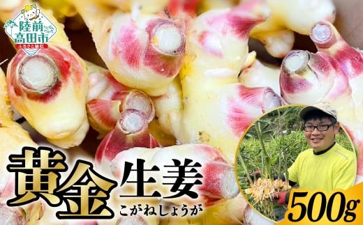 陸前高田市産 黄金生姜 約500g 【 ショウガ 産地直送 新鮮 料理 野菜 薬味 岩手県 陸前高田市 】 RT2754