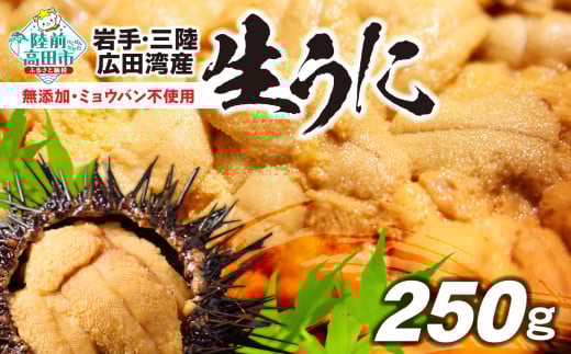 ■寄附額変更【2026年発送先行予約】 高評価 無添加 生うに 250g 塩水パック 獲れたて直送！広田湾 ミョウバン不使用 【 うに ウニ ムラサキウニ  三陸産 岩手県 天然 濃厚 新鮮  陸前高田 】 ※期日指定不可※ RT2560
