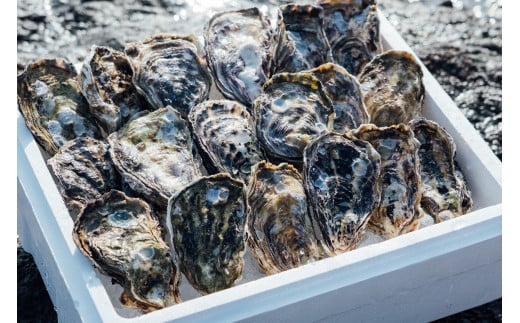 【予約商品】牡蠣 広島 殻付き牡蠣(13個~15個) 矢野水産【配送不可:離島】【配送時期:2026年1月上旬~2026年4月上旬】