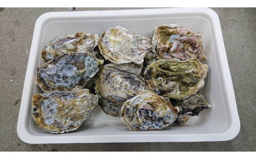 【予約商品】牡蠣 殻付き 15~20個 広島県産 新鮮 全国配送 濃厚 SDGs リピート【配送不可:離島】【配送時期:1月上旬~3月下旬】