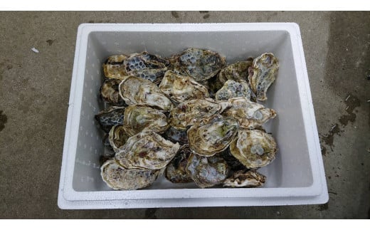 【予約商品】牡蠣 殻付き 35~40個 広島県産 新鮮 全国配送 濃厚 SDGs リピート【配送不可:離島】【配送時期:1月上旬~3月下旬】