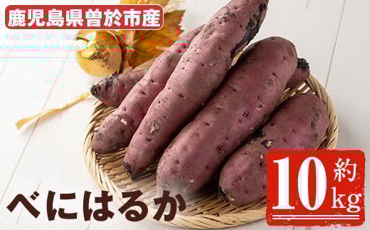 ＜期間限定＞鹿児島県曽於市産！新物 紅はるか(10kg) 芋 さつまいも 紅はるか【瀬崎農園】A350-v02