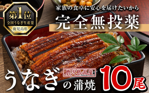 鹿児島県産うなぎ蒲焼 (1尾あたり136g~155g×10尾、タレ・山椒付き) 鰻 ウナギ うな重 ひつまぶし かばやき 九州産 国産 冷凍【西日本養鰻】D34