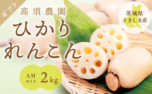ひかりれんこんギフト2kg (AMサイズ) 化粧箱入｜れんこん レンコン 蓮根 根野菜 浮島れんこん [1742]