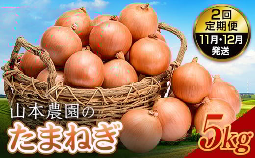 北海道産 南幌町産 たまねぎ 「山本農園のたまねぎ」L〜L大サイズ前後 5kg 2回定期便（11月・12月発送） 送料無料 玉ねぎ タマネギ 玉葱 NP1-153
