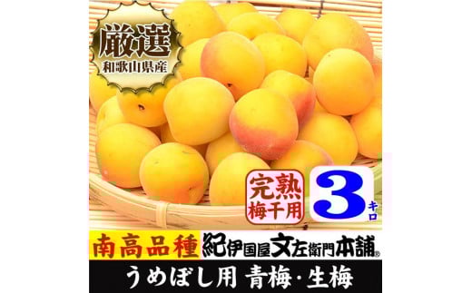 南高梅【完熟】黄色3kg  大サイズ  梅干用フレッシュ青梅(生梅)/紀伊国屋文左衛門本舗
