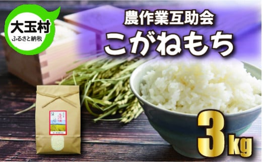 米 もち米 3kg こがねもち [ 令和6年産 ][ 農業生産法人 農作業互助会のお米 ] 餅米 餅こめ 餅 もち モチ おこわ 餅つき お餅 炊き込みご飯 | gj-km03-R6