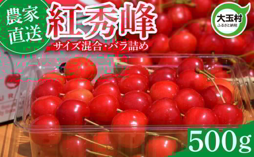 さくらんぼ 紅秀峰 500g  2026 年産 先行予約 バラ詰め サイズ混合(M/L/LL) | 朝採れ もぎたて 農家直送 産地直送 果物 フルーツ 旬 新鮮 お取り寄せ ギフト 贈り物 サクランボ 令和8年分 福島県 大玉村 菊地果樹園 | OT20-001-R8