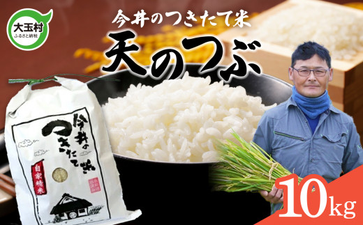 【 令和6年産  】 【 今井のつきたて米 】 天のつぶ 10kg 福島県 大玉村 てんのつぶ テンノツブ 米 今井農園 | OT08-021-R6
