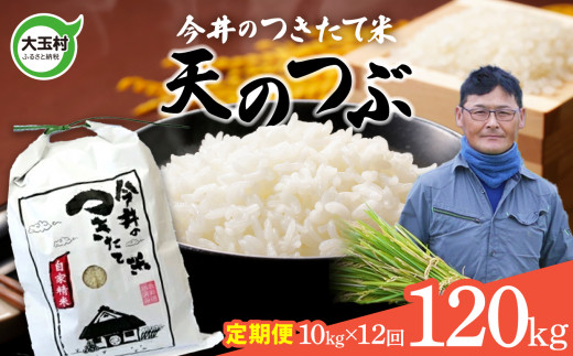 【 令和6年産  】 【 今井のつきたて米 】 天のつぶ 120kg(毎月10kg×12回)【OT08-027-R6】 福島県 大玉村 てんのつぶ テンノツブ 米 定期便 今井農園
