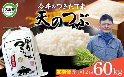 【 令和6年産 米 】 【 今井のつきたて米 】 天のつぶ 60kg ( 毎月 5kg × 12回 )【OT08-024-R6】 福島県 大玉村 てんのつぶ テンノツブ 米 定期便 今井農園