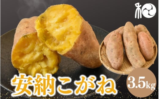 【2025年分予約】『安納こがね』  白皮の安納芋(さつまいも) 3.5kg 【期間限定・先行予約・11月15日まで】※11月下旬~12月上旬頃に順次発送予定 / 安納芋 旬 甘い とろける 希少 田辺市 和歌山 【ngm012-3】