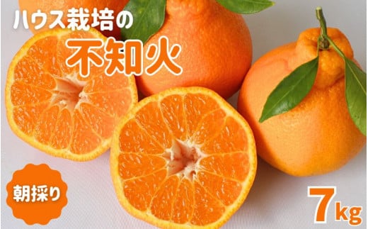 先行予約　紀州田辺産　木熟 ハウス栽培の不知火７kg ※箱込み ※3月中旬～4月中旬頃に順次発送予定【期間限定・3/1まで】 / 和歌山県 でこぽん デコポン 期間限定 柑橘  フルーツ 果物 紀州産 朝採り【kjt008】