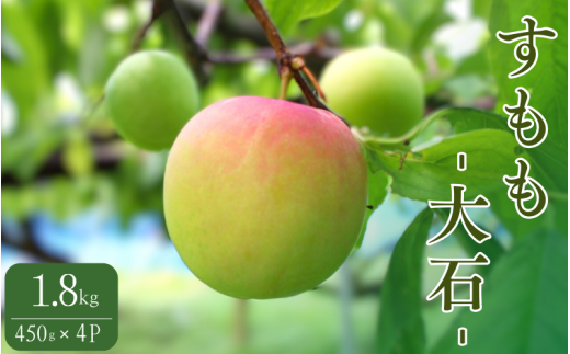 先行予約 すもも（大石）1.8kg（450g×4P） ※5月下旬～6月中旬頃に順次発送予定【期間限定・2026/5/31まで】 / スモモ お取り寄せ 期間限定 夏 フルーツ 果物  和歌山県 田辺市【mtm006-2】