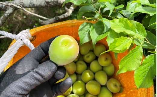 【先行予約】【2026/4/30まで】中山農園の南高梅　青梅3kg ※2026年5月下旬から順次発送予定※ / 紀州南高梅 梅シロップ 梅ジュース 梅酒 和歌山県 【nak017-1】