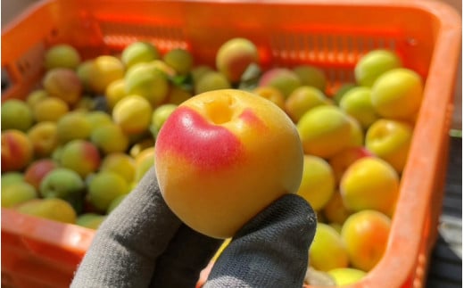 【先行予約】【2025/5/15まで】中山農園の南高梅 完熟梅3kg※2025年6月中旬から順次発送予定※ / 紀州南高梅 梅干 梅ジュース 梅酒 和歌山県 【nak021】