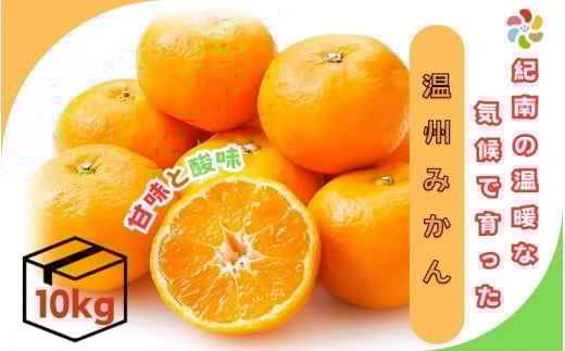 紀南の温暖な気候で育った田辺の温州みかん 10kg※11月下旬～12月下旬頃に順次発送予定【期間限定・先行予約・12/10まで】 / 和歌山県 温州みかん 柑橘 フルーツ 田辺市【mry017-2】