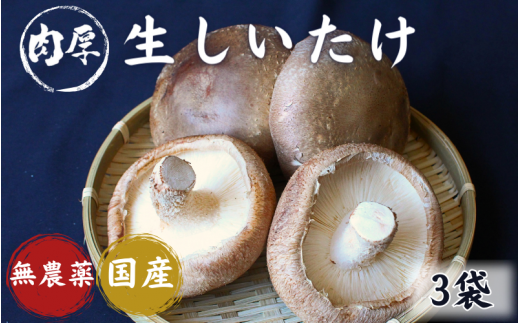 龍神マッシュの生しいたけ3袋セット / 肉厚 無農薬 菌床栽培 きのこ シイタケ 椎茸  和歌山県 田辺市【mas001】