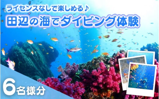 【和歌山 田辺・体験/1ボートダイビング】気軽に水中の世界を体験♪ 6名様 / ダイビング スキューバダイビング ファンダイビング マリンスポーツ 体験 旅行 観光 レジャー アウトドア サンゴ 熱帯魚 水中 癒し 【tds002-6】