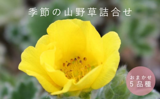 山野草5品種セット 浦谷植物園