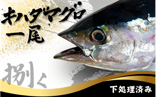 キハダマグロ 1尾 下処理済み 和歌山県すさみ町産 / 大容量 マグロ まぐろ 丸ごと 魚 捌く 鮪 海鮮丼 寿司 手巻き寿司 漬け丼 海鮮 海の幸 魚介 新鮮 刺身 和歌山 すさみ町 キハダマグロ 大容量 【scp123】