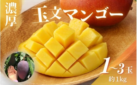 [希少マンゴー]濃厚玉文マンゴー 約1kg (1〜3玉) / くだもの 果物 くだもの フルーツ マンゴー デザート 和歌山 [ard040A]