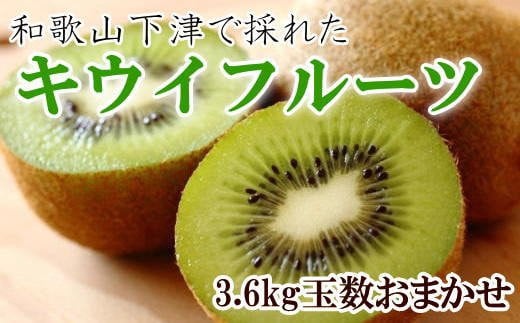 和歌山の下津で採れたキウイフルーツ約3.6kg(玉数おまかせ・秀品)★2026年1月中旬~2026年3月上旬頃より順次発送 / キウイフルーツ 果物 フルーツ くだもの キウイ【tec502B】