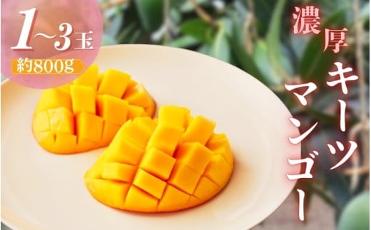 [希少マンゴー]濃厚キーツマンゴー 約800g (1〜3玉) / マンゴー フルーツ デザート くだもの 果物 和歌山[ard041B]