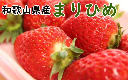 [2026年3月より順次発送]和歌山県産ブランドいちご「まりひめ」約300g×2パック入り ※2026年3月上旬〜下旬発送予定(お届け日指定不可)/ 果物 くだもの フルーツ イチゴ いちご [tec965A-3]