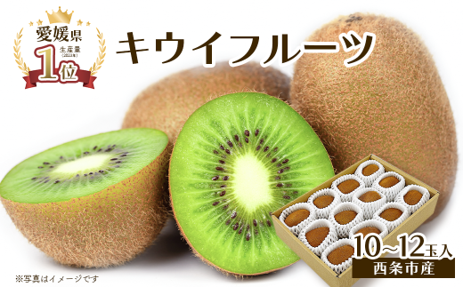 キウイ 愛媛県西条市産  グリーンキウイ  10~12玉入り  【先行予約・ 2026年1月~2月発送】| キウイフルーツ ヘイワード キウイ 国産 フルーツ 果物 ビタミン 食物繊維 お取り寄せ 愛媛県 西条市