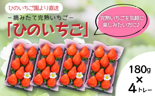 いちご 摘みたて 完熟いちご 「ひのいちご」(約180g×4トレー)  愛媛県西条市産 【先行予約・ 11月下旬~2026年4月発送】| いちご 苺 完熟 農家直送 産地直送 果物 くだもの フルーツ 野菜 いちご イチゴ 愛媛県産 おすすめ 人気 お取り寄せ 送料無料 贈答 ギフト ひのいちご園