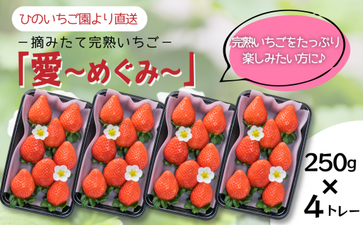 いちご 摘みたて 完熟いちご 「愛~めぐみ~」(約250g×4トレー)  愛媛県西条市産 【先行予約・ 11月下旬~2026年4月発送】| いちご 苺 完熟 農家直送 産地直送 果物 くだもの フルーツ 野菜 いちご イチゴ 愛媛県産 おすすめ 人気 お取り寄せ 送料無料 贈答 ギフト ひのいちご園