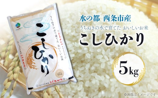 新米 令和7年産 お米 「 コシヒカリ 」 5㎏ 愛媛県西条市産 精米 5㎏ 新米 産地直送 こめ コメ おこめ 白米 ごはん ご飯 こしひかり 西条市 おすすめ お取り寄せ 送料無料