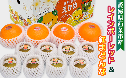愛媛県西条市産 紅まどんな キウイ 詰め合わせ 【レインボーレッドキウイと紅まどんなのセット】 【先行予約・11月下旬～12月下旬頃発送】｜ まどんな 愛媛 紅まどんな マドンナ みかん キウイ レインボー レッド 果物 フルーツ ジューシー 甘い 高級 食べ比べ おすすめ 人気 お取り寄せ 愛媛県 西条市 送料無料 【オンライン決済限定】